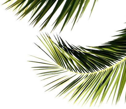 New Launch leaves image